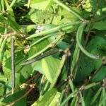 Mungbean