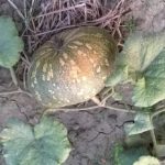 pumpkin
